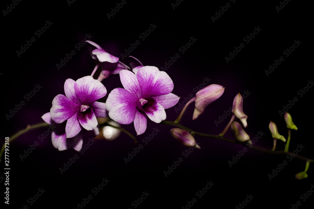 Obraz premium purple orchids isolated on black background