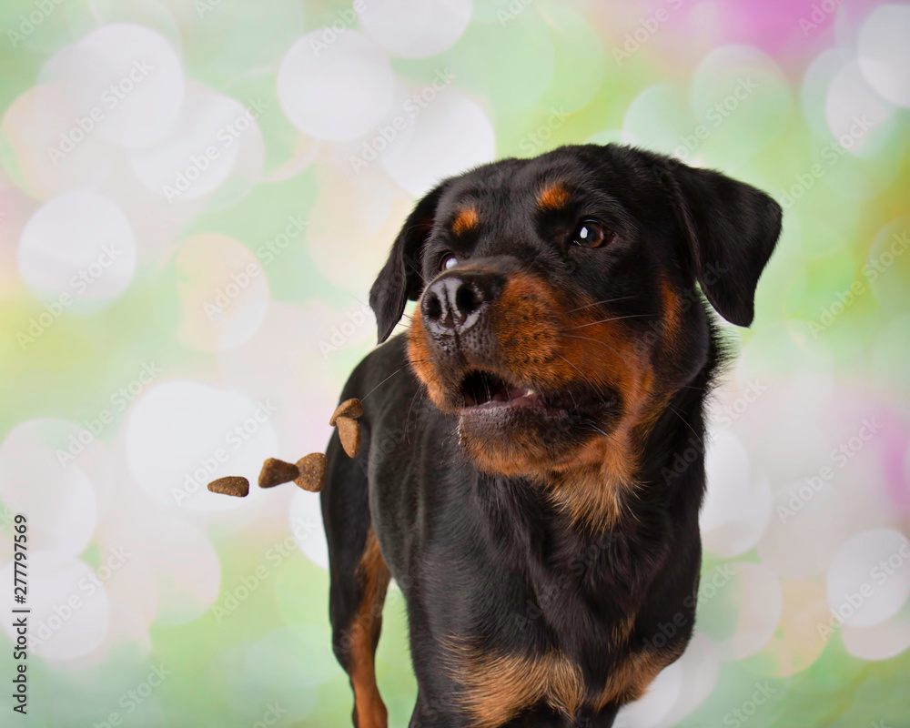 Rottweiler Portrait In Studio Catching Treats