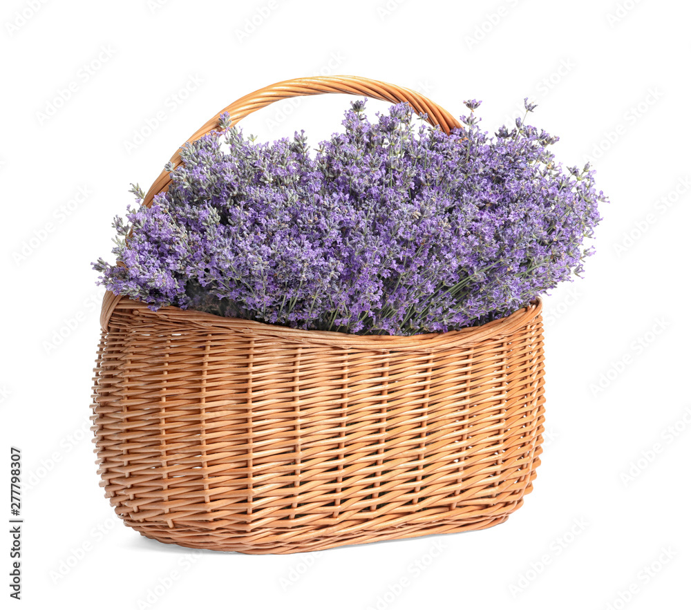 Fototapeta premium Fresh lavender flowers in basket on white background