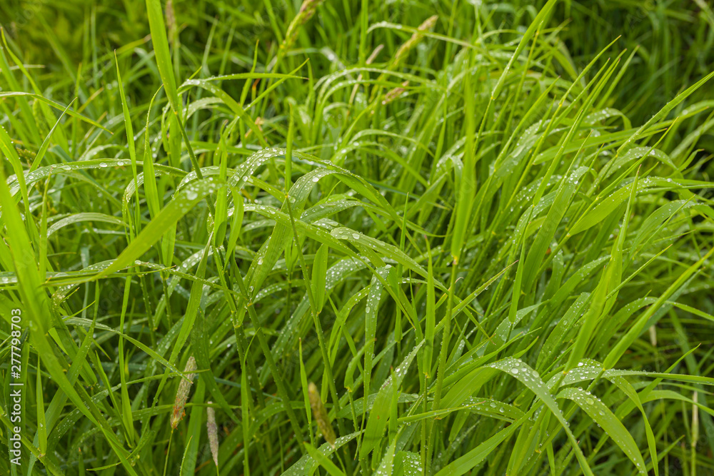 agriculture, wheat field, young wheat agriculture, wheat field, young wheat