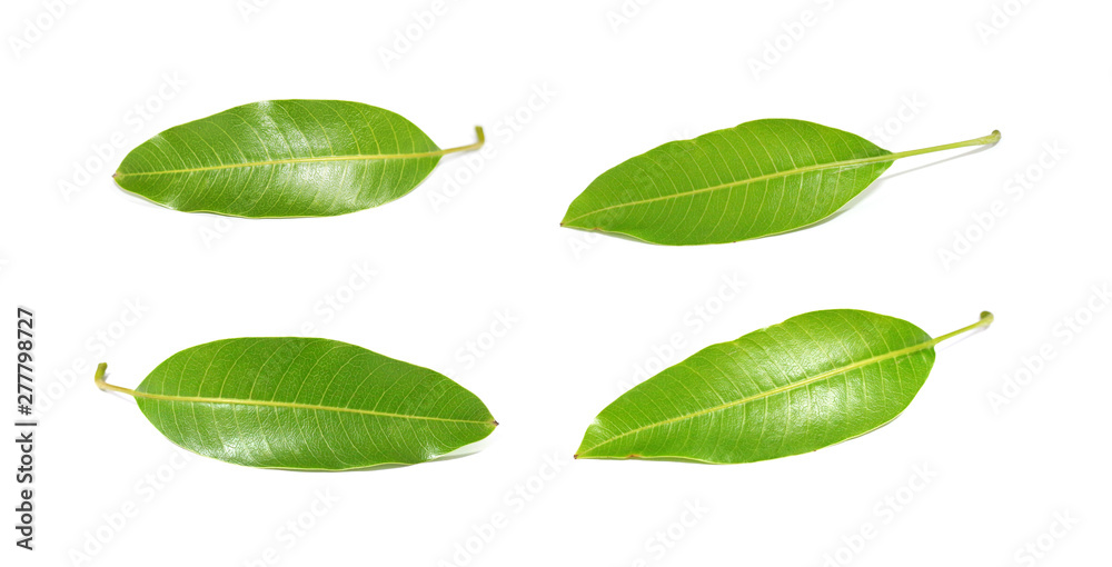 Set of leaves leaf on white background.