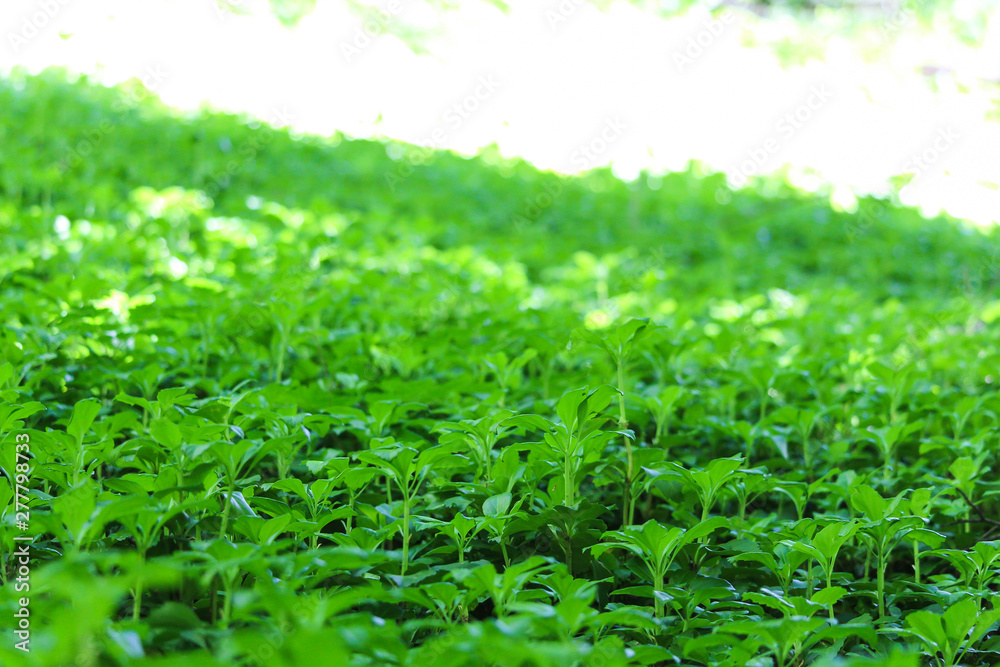 Green meadow in the sunshine Green meadow in the sunshine