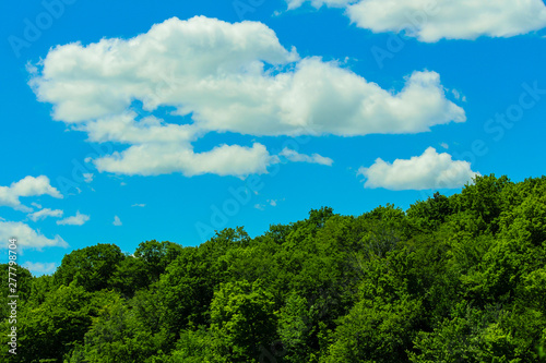 Green tree  blue sky and white cloud