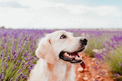 Adorable Golden Retriever dog in lavender field at sunset. Beautiful portrait of young dog. Pets outdoors and lifestyle