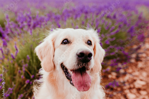 Adorable Golden Retriever dog in lavender field at sunset. Beautiful portrait of young dog. Pets outdoors and lifestyle