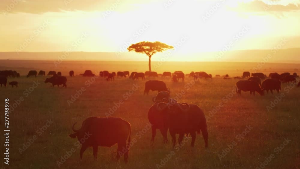 custom made wallpaper toronto digitalCape buffaloes in the savannah at sunset