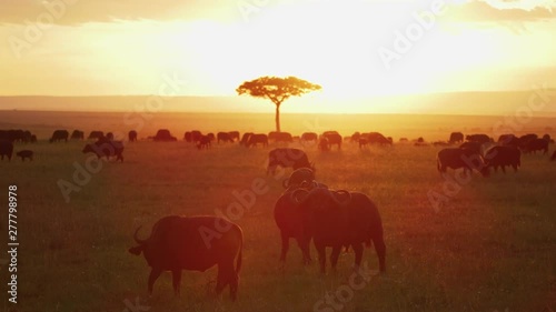 Wallpaper Mural Cape buffaloes in the savannah at sunset Torontodigital.ca