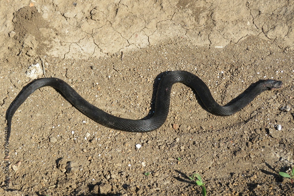 Black viper on soil background, closeup Black viper on soil background, closeup