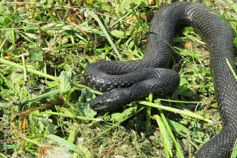 Obraz premium Black viper on grass background, closeup
