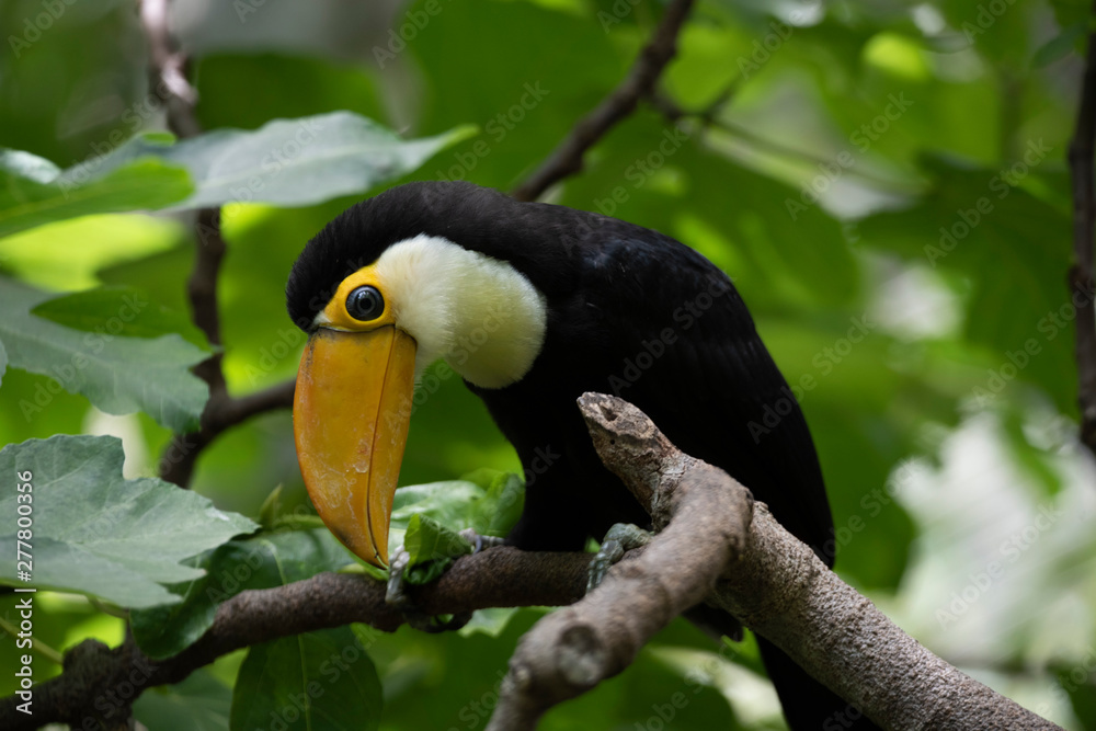 Fototapeta premium toucan on a branch