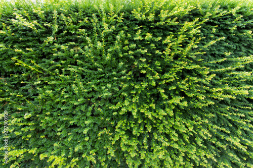 Green leaves wall texture for backdrop