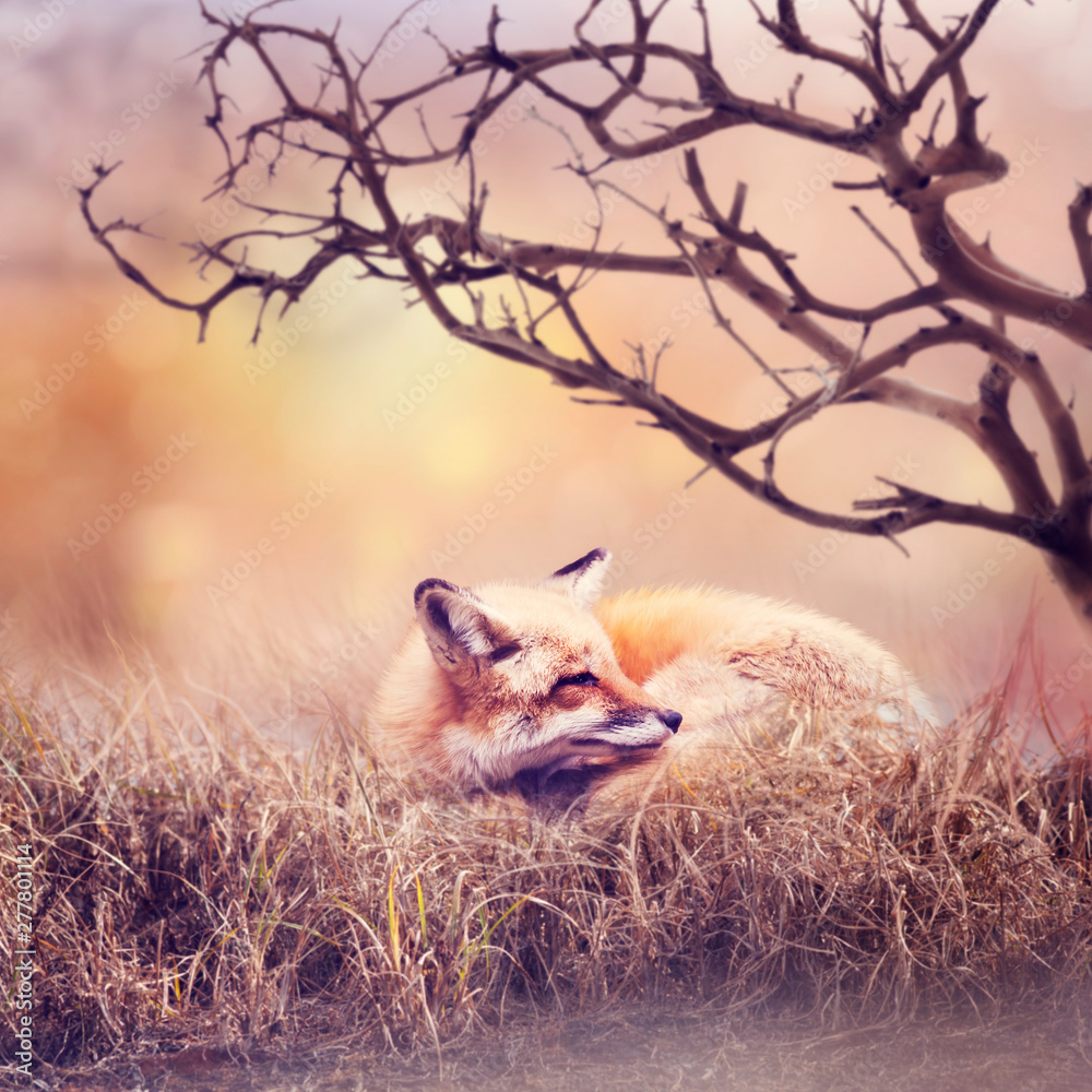 Red fox  resting in the grass - obrazy, fototapety, plakaty 