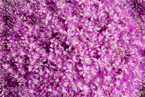 Close-up of Single beautiful purple allium onion flower against the background. Bright summer floral organic background.