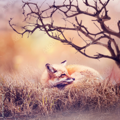 Red fox  resting in the grass