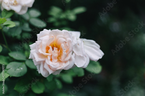 Beautiful white rose with water drops on the petals. After the rain. Gardening