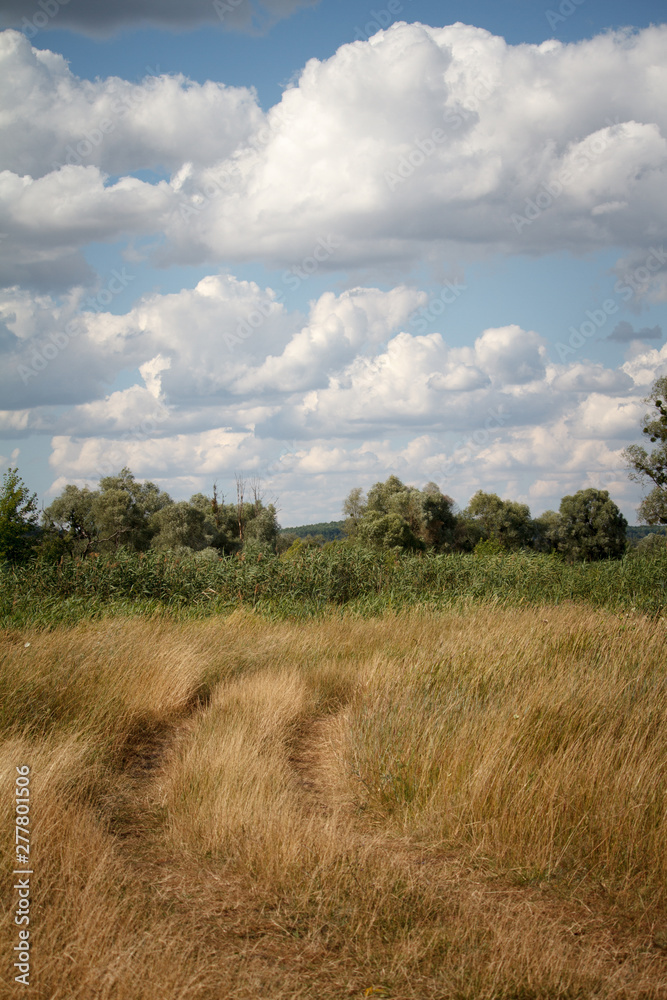 Summer landscape with a grassy meadow and a road going into the forest over blue sky with cumulus clouds