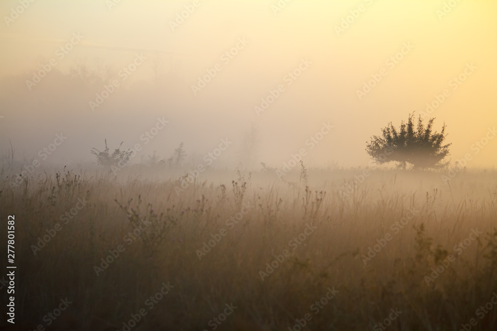 Fototapeta premium Fog landscape over a flower meadow, the first rays of dawn and dark silhouettes of trees against a sunrise, selective focus