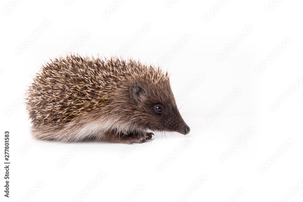 Fototapeta premium Hedgehog isolated on white background Close-up