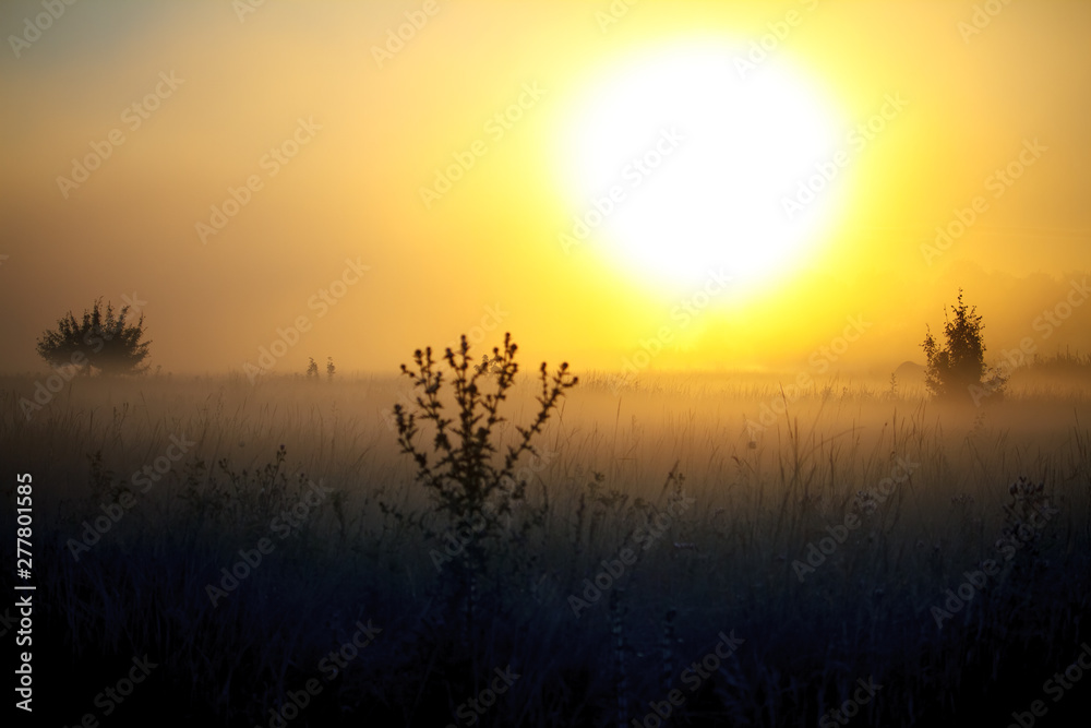 Fog landscape over a flower meadow, the first rays of dawn and dark silhouettes of trees against a sunrise, selective focus Fog landscape over a flower meadow, the first rays of dawn and dark silhouettes of trees against a sunrise, selective focus