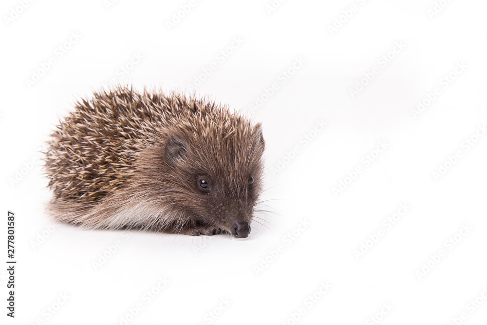 Hedgehog isolated on white background Close-up Hedgehog isolated on white background Close-up