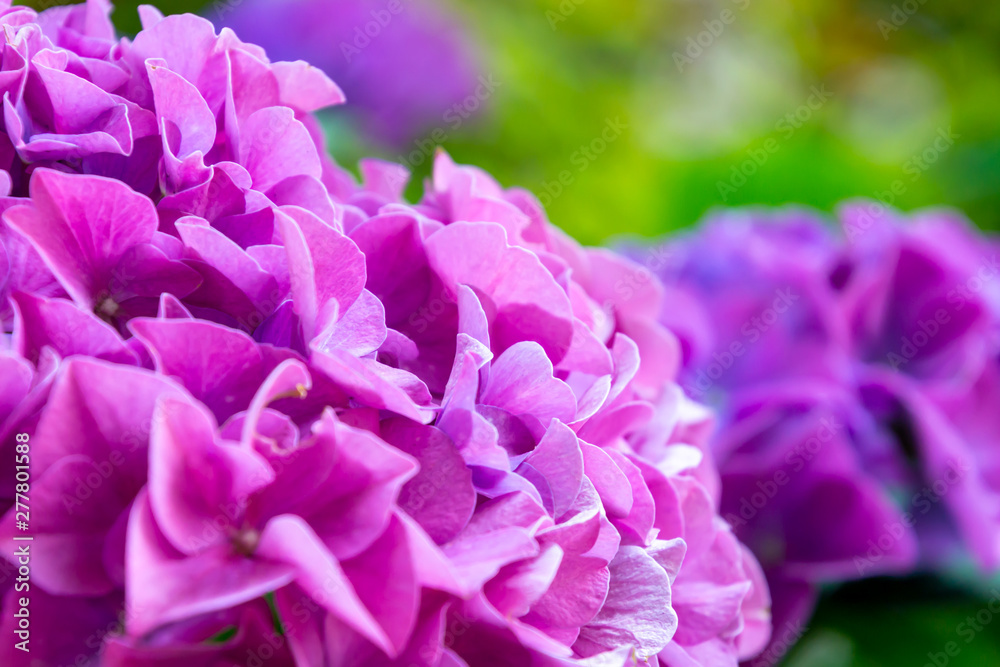 Obraz premium Purple Hydrangea flower Hydrangea macrophylla in a garden