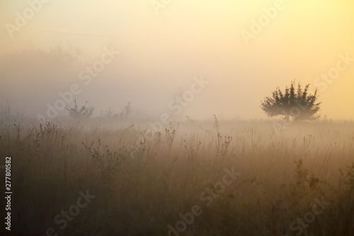 Fog landscape over a flower meadow, the first rays of dawn and dark silhouettes of trees against a sunrise, selective focus