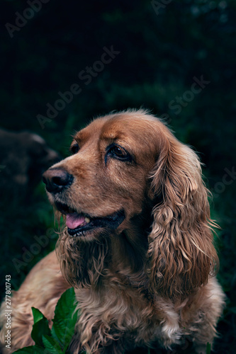 un perro de raza cocker