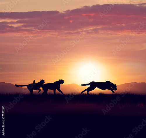 Cheetahs running at sunset