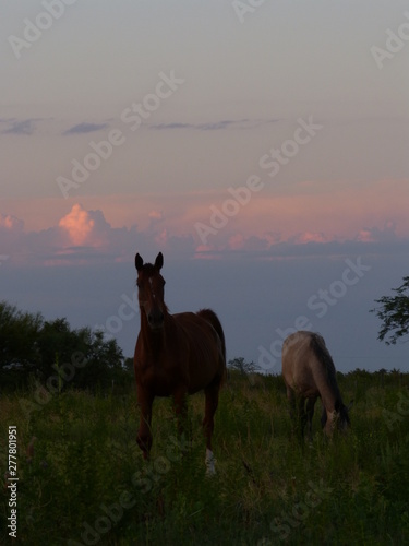 horse on pasture at sunset © Cesar