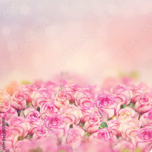 Beautiful pink roses for background