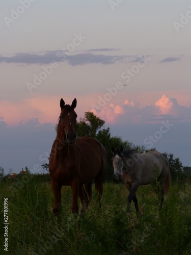 horses on pasture © Cesar