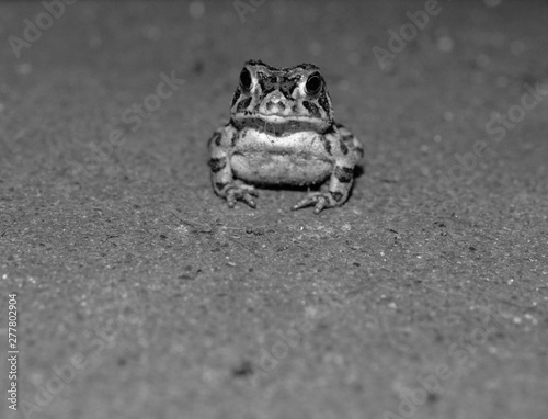 Baby toad looking at camera  photo