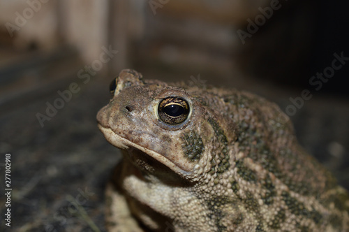 close up of a toad photo