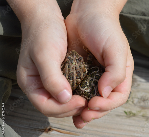young white child holding two toads 