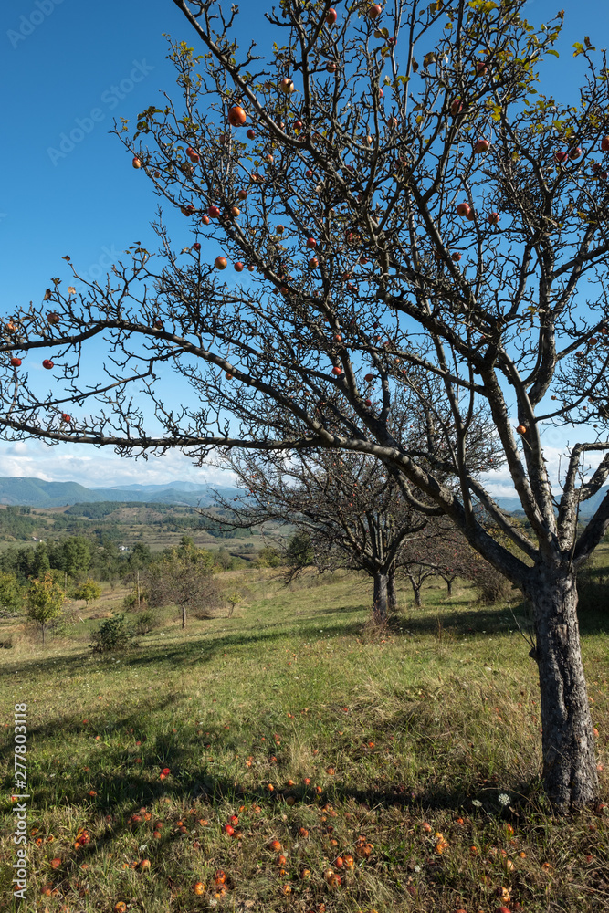 Untended apple trees with ripe fruit in rural Maramures, Romania Untended apple trees with ripe fruit in rural Maramures, Romania