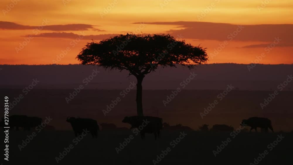 Herd of gnus in Maasai Mara, at sunset Herd of gnus in Maasai Mara, at sunset