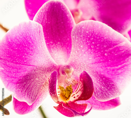 Orquídea con gotas de agua y sus detalles