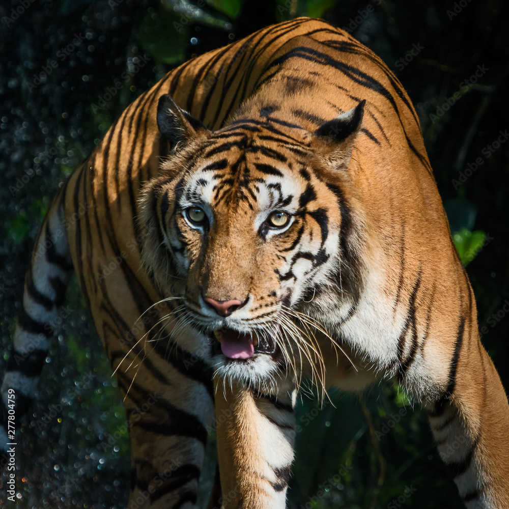 Fototapeta premium Portrait of tiger.