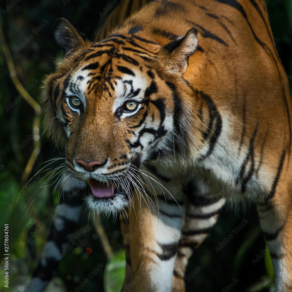 Portrait of tiger.