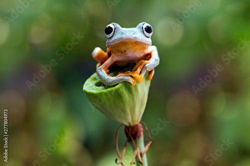 flying tree frog, wallace frog, rhacophorus reinwardtii