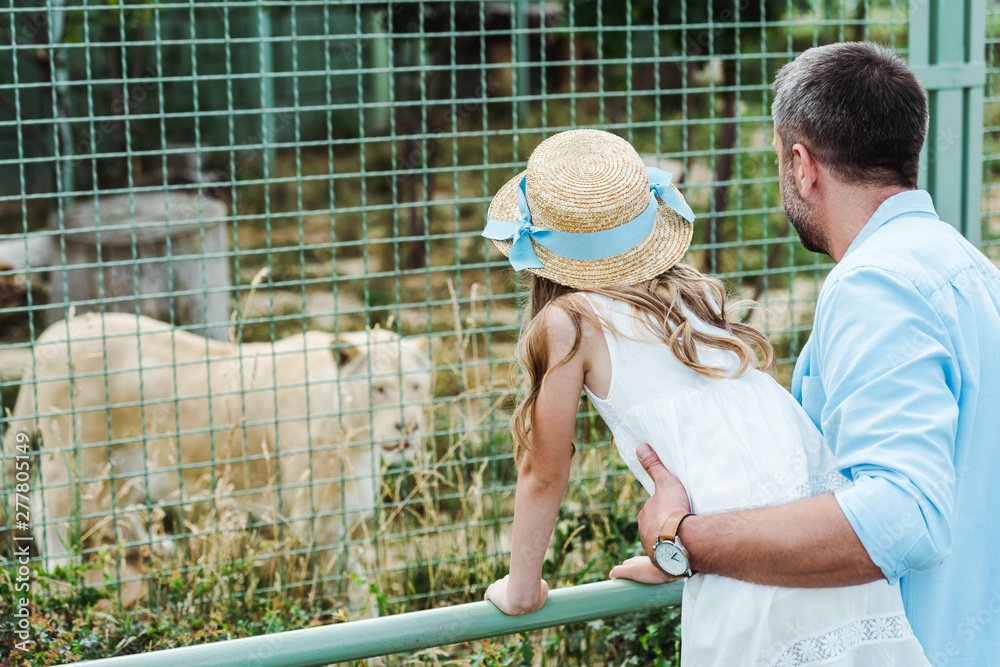 child and dad standing in zoo and looking at lion in cage Stock Photo ...
