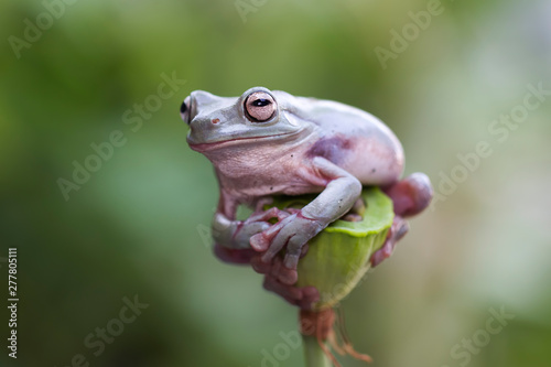 Dumpy frog, green tree frog, papua green tree frog