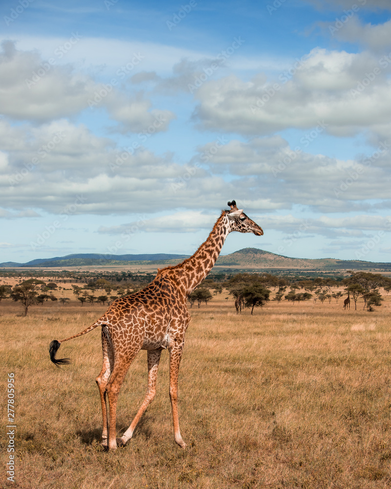 Obraz premium On the move