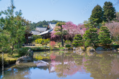 京都 法金剛院の桜