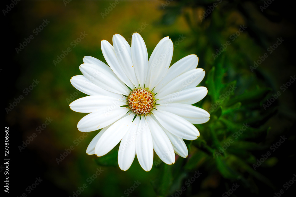 Fototapeta premium Idealized isolated white daisy flower with soft floral background and vignette.