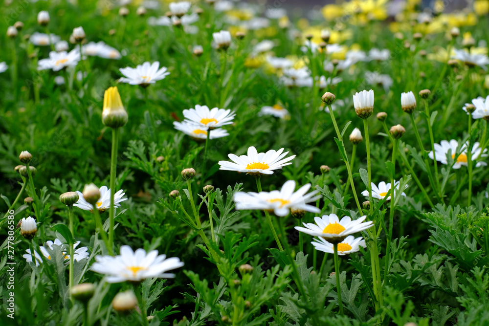 Summer meadow full of flowers / daisies. Summer meadow full of flowers / daisies.