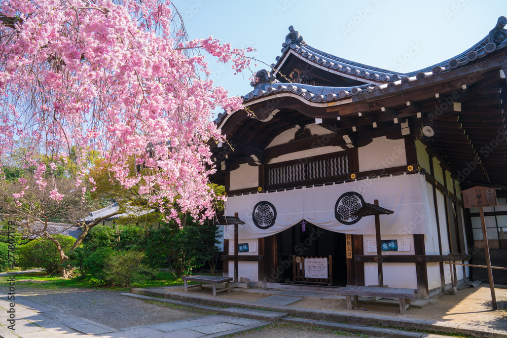 京都　養源院の桜