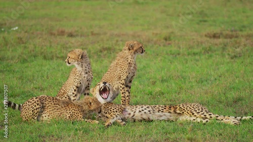 Cheetah cubs