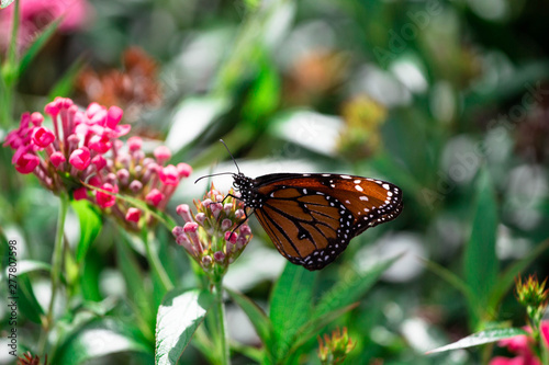 Butterfly on Flowers © LifeGemz