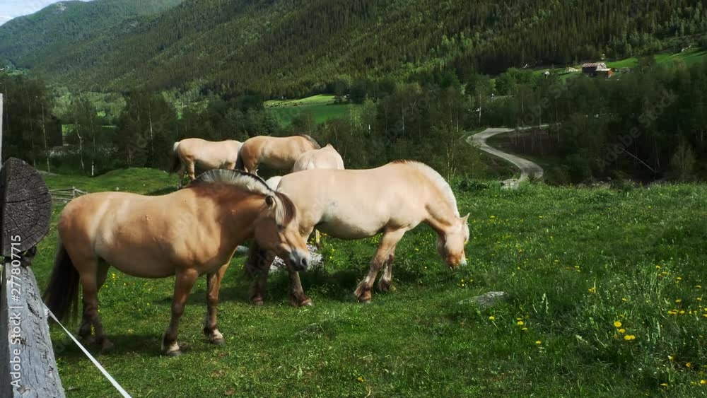 Beautiful fjord horses grazing on green grass in pasture in Norway. Beautiful fjord horses grazing on green grass in pasture in Norway.
